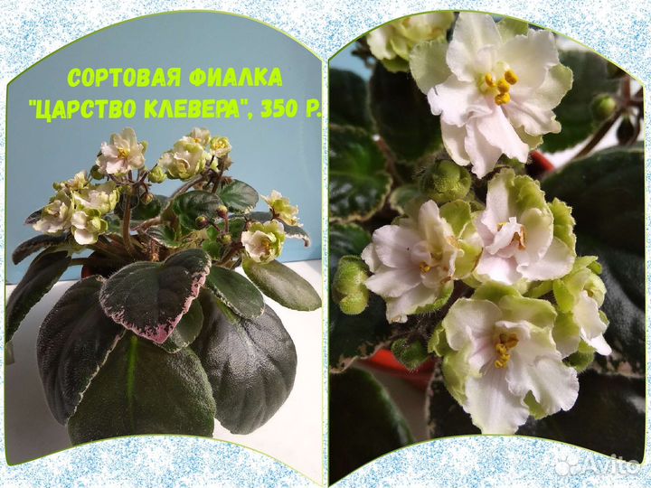 Сортовые фиалки