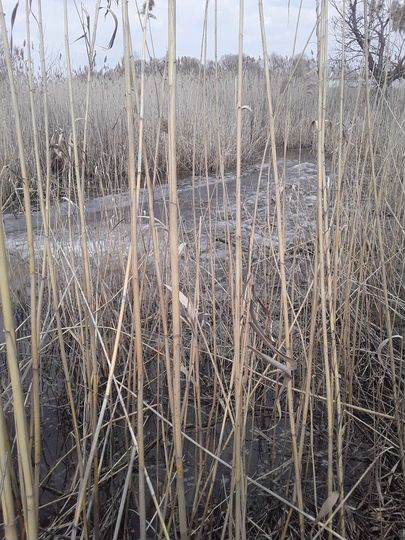 Участок 40 сот. (ИЖС)