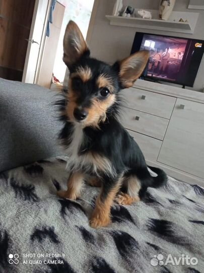 Собаки щенки