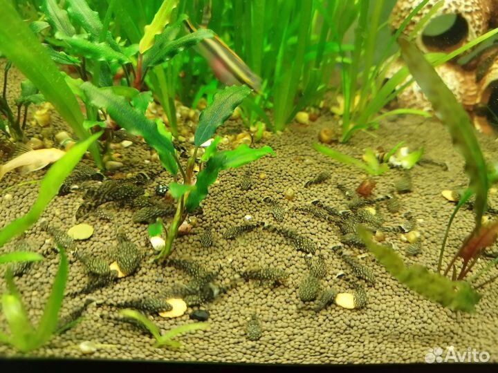 Аквариумные сомы