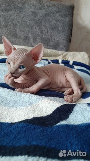 Канадский сфинкс котенок мальчик