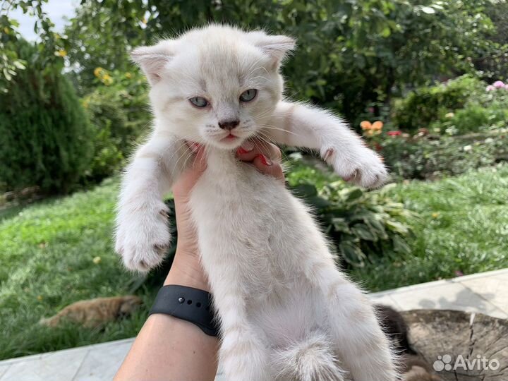 Вислоухие котята