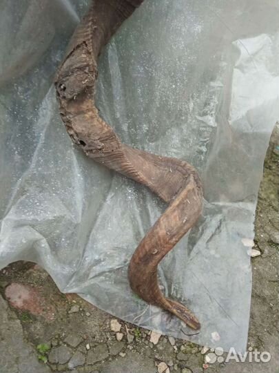 Рога горного козла