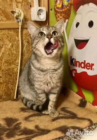 Кошечка Аделина ищет свой дом