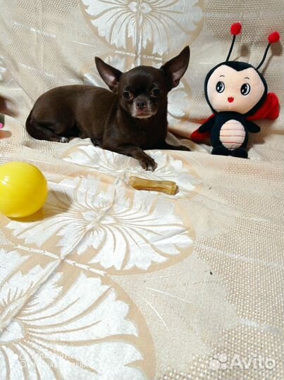 Взрослая девочка