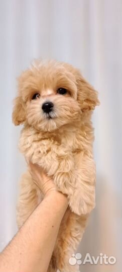 Мальтипу mini ф1