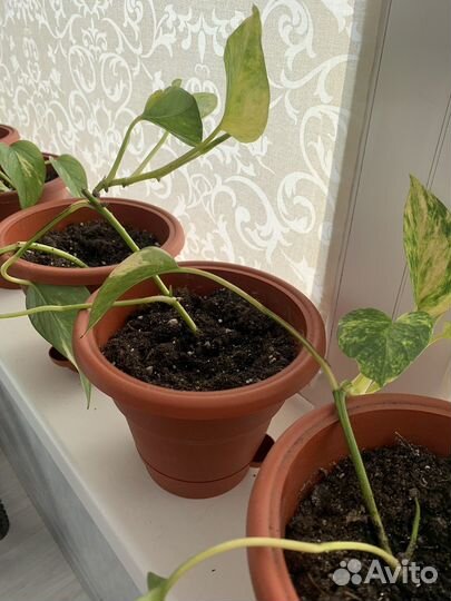 Лиана сциндапсус