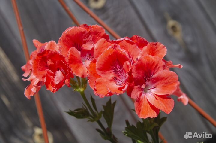 Пеларгонии королевские