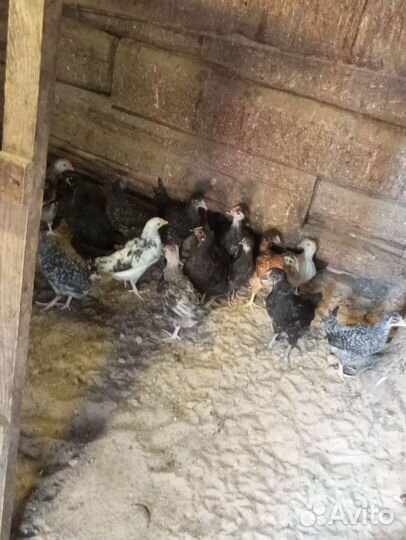 Цыплята 2 месяца