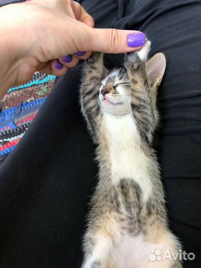 Котёнок девочка в добрые руки