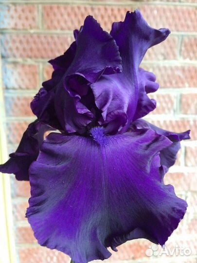 Ирис