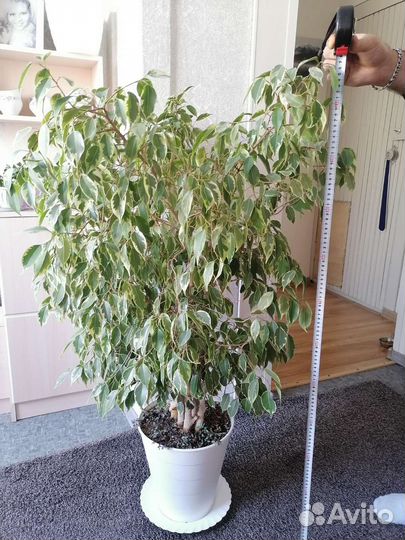 Фикус бенджамина большой