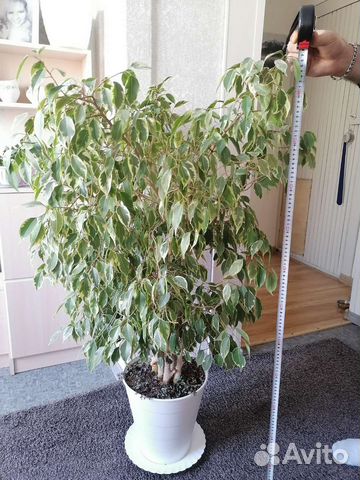 Фикус бенджамина большой