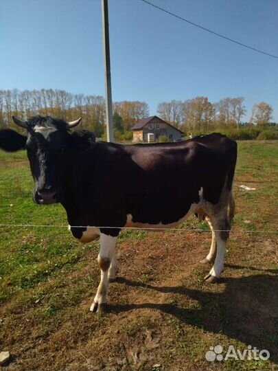 Корова стельная дойная