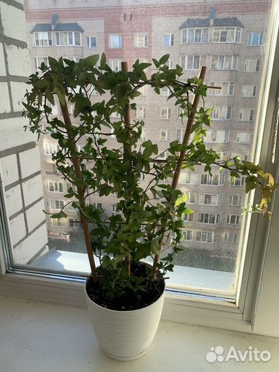 Комнатные цветы вьющийся