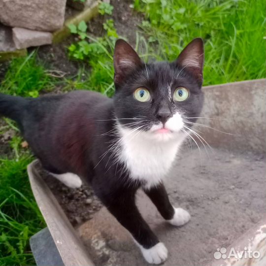 Черно-белый котик Феликс