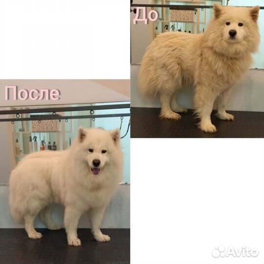 Груминг, стрижка, экспресс-линька, тримминг