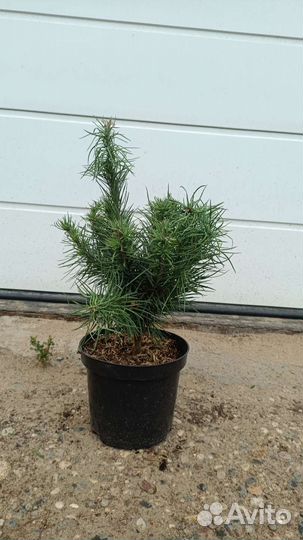 Лиственница низкорослая (подробности в описании)