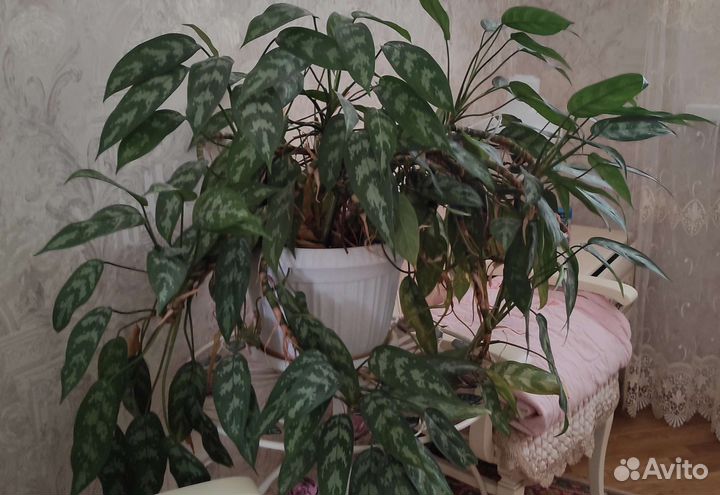 Комнатные растения цветы большие