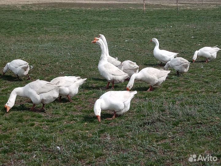 Яйцо гусиное/инкубационное