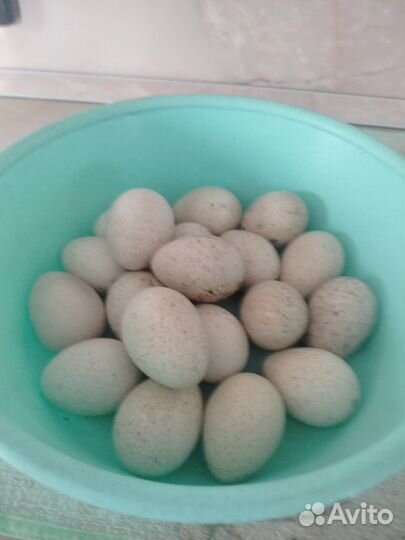 Индюки на племя