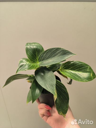 Филодендрон биркин