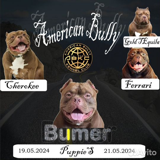 Американский Булля Внук Феррари приглашает невест