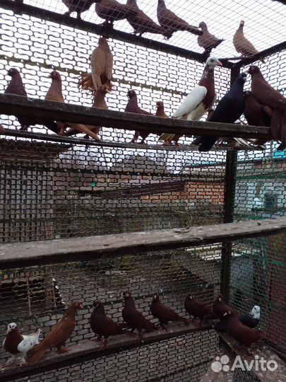 Продажа голубей