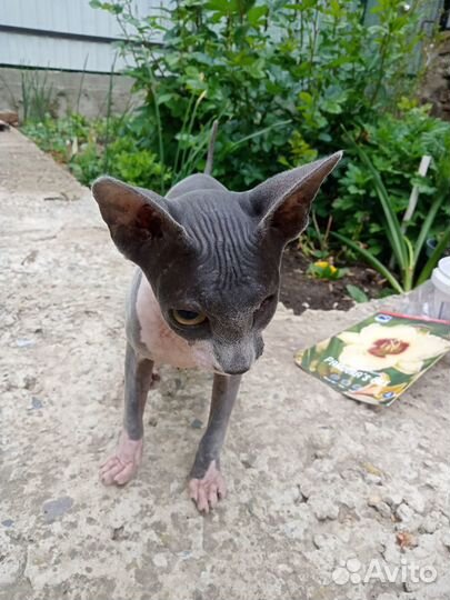 Канадский сфинкс