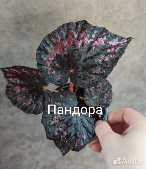 Бегония декоративно лиственная