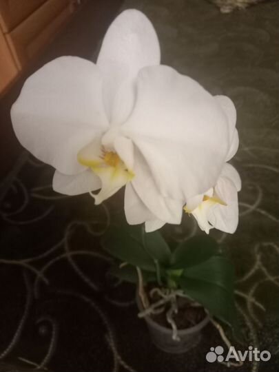 Орхидея фаленопсис обмен