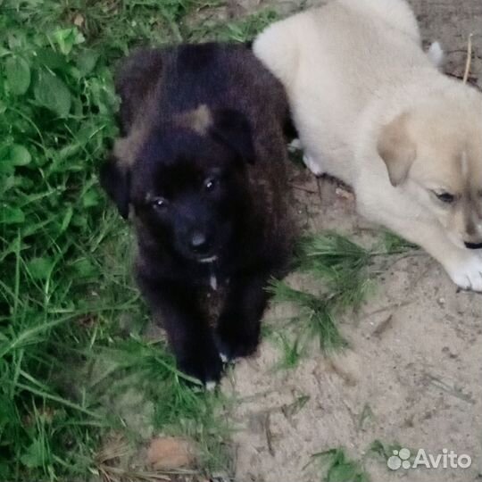 Щенки дворняжки