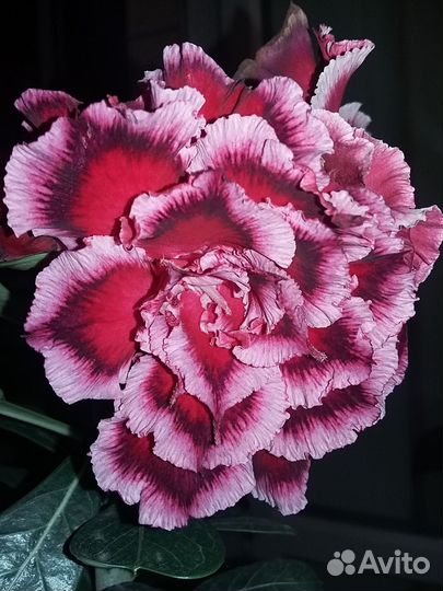 Адениум разные сорта
