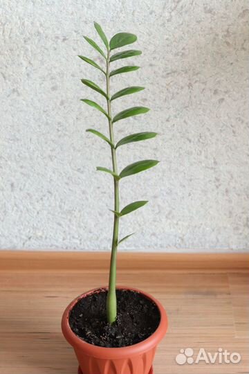 Замиокулькас Долларовое дерево 52 см