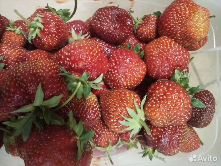 Рассада клубники разные сорта