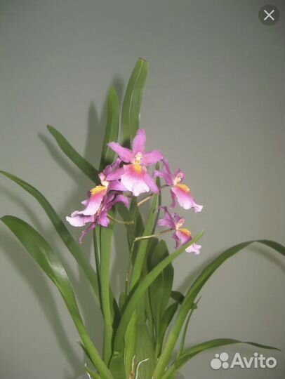 Орхидея камбрия розовая