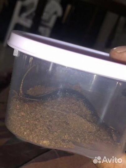 Паук птицеед