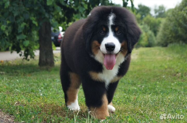 Предлагаем щенка бернского зенненхунда (девочка)