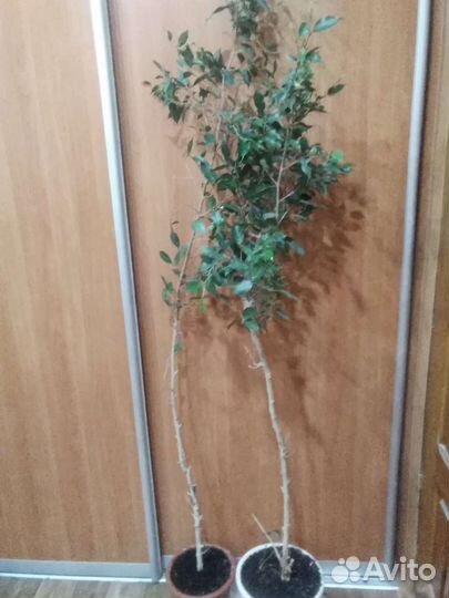 Фикус Бенджамина