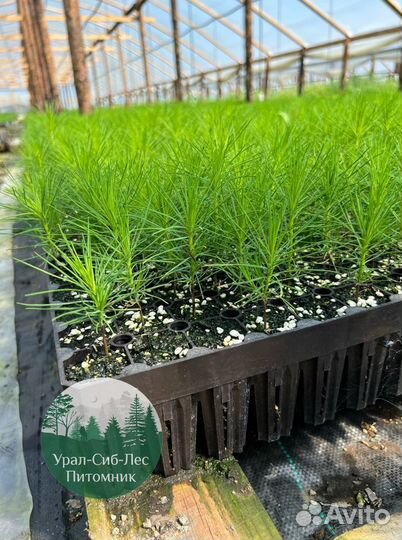 Сеянцы зкс Сосна окс Ель Лиственница Горная