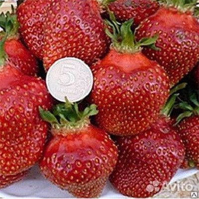 Саженцы клубники Кокинская 