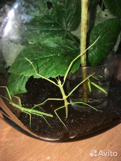 Палочники аннамские