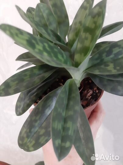 Орхидея paphiopedilum