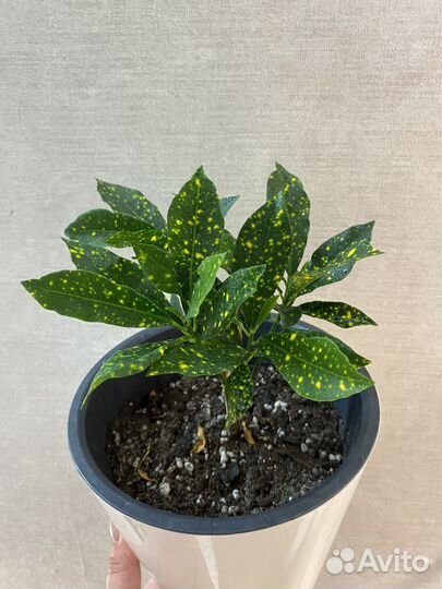 Аглаонема Супер Вайт, Фридман, Кротон, Антуриум