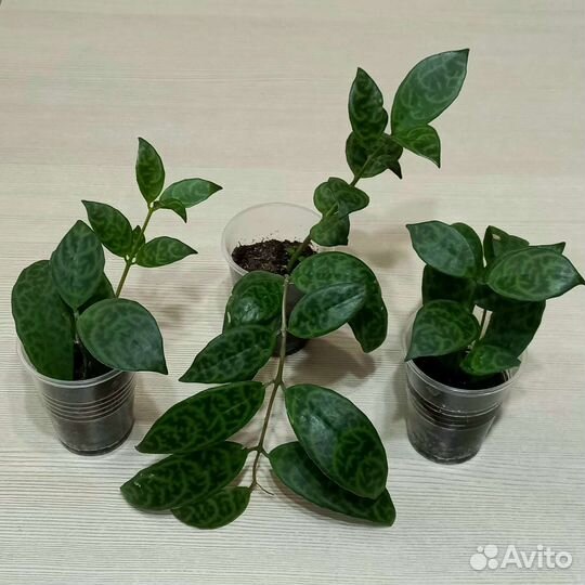 Эсхинантусы, нематантусы (гипоцирта)