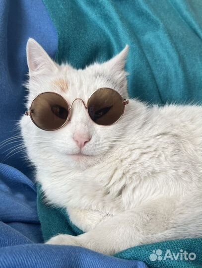 Трехцветная кошка стерилизована