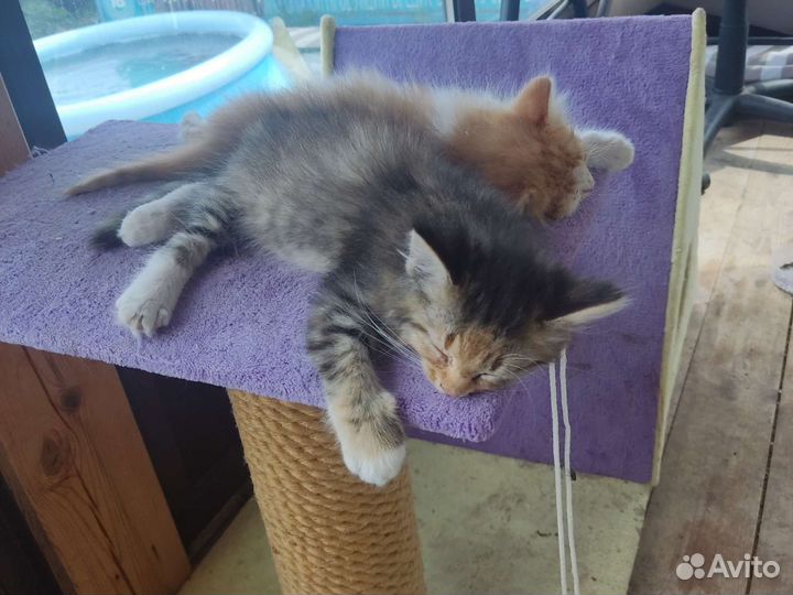 Котята в добрые руки бесплатно