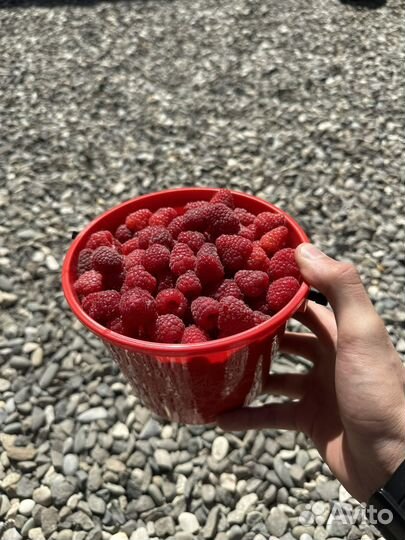 Малина бомба