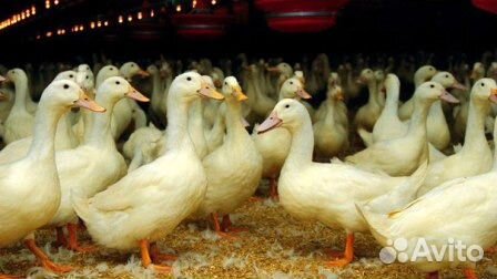 Мясо домашних кур броллеров, уток