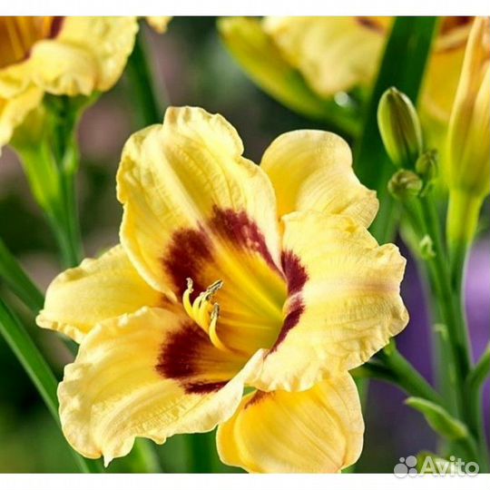 Лилейник гибридный Longfields Angel Саженцы, Расса